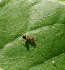 Colobopsis impressa