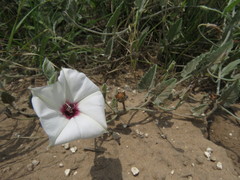 Convolvulus carrii
