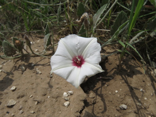 Carr's Bindweed (Convolvulus carrii)