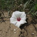 Convolvulus carrii - Photo (c) John Brush, some rights reserved (CC BY-NC), uploaded by John Brush