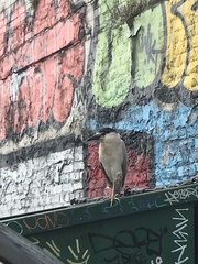 Nycticorax nycticorax