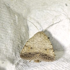 Athetis bremusa