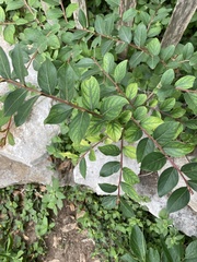 Lagerstroemia subcostata