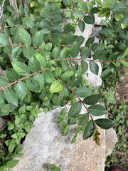 Lagerstroemia subcostata