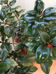 Nematanthus gregarius