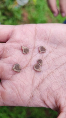 Aristolochia zollingeriana iNat (3)