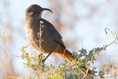 Toxostoma crissale