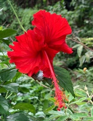 Hibiscus