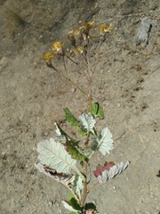 Mexican Heather (Lomanthus)