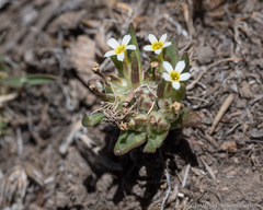 Gymnosteris parvula