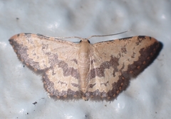 Idaea phaeocrossa