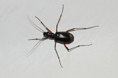 Oxycheila