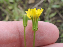 Crepis pulchra