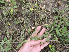 Crepis pulchra