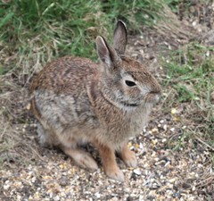 Sylvilagus floridanus