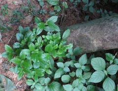 Pavetta inandensis