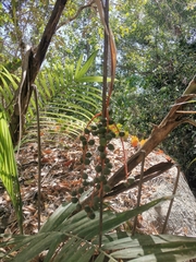 Chamaedorea pochutlensis