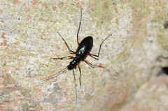 Oxycheila