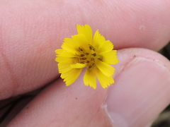 Crepis pulchra