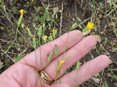 Crepis pulchra