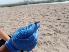 Microlophus thoracicus