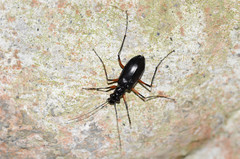 Oxycheila