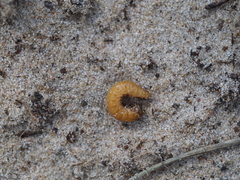 Coleoptera