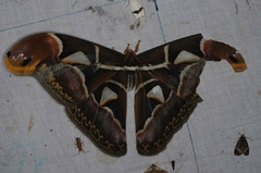 Archaeoattacus edwardsii
