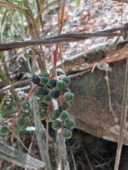 Chamaedorea pochutlensis