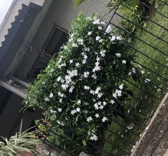 Tabernaemontana divaricata