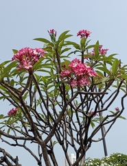 Plumeria rubra