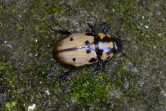 Cyclocephala mafaffa