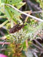 Agapanthia annularis