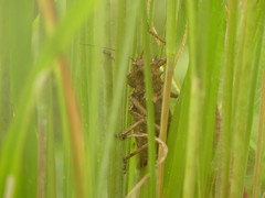 Enyaliopsis