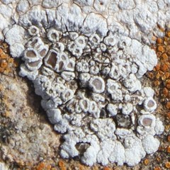 Lecanora pruinosa