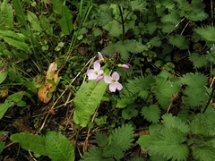 Cardamine pratensis