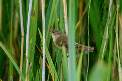 Acrocephalus scirpaceus scirpaceus
