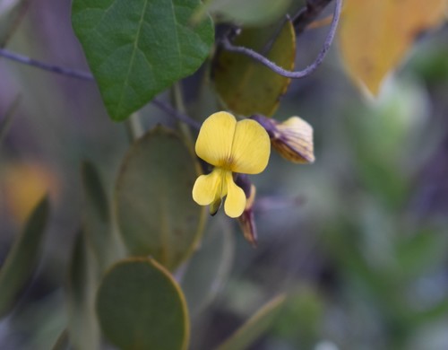 Image of Rhynchosia caribaea by (c) Justin Ponder, some rights reserved (CC BY)
