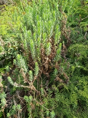 Osmitopsis asteriscoides