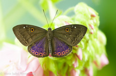 Eurybia molochina
