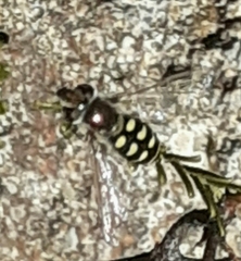 Austroscaeva occidentalis