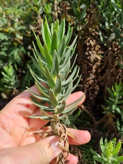 Osmitopsis asteriscoides