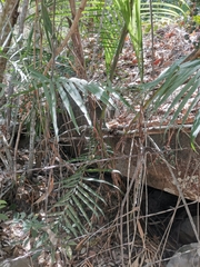 Chamaedorea pochutlensis