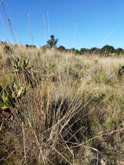 Urelytrum agropyroides