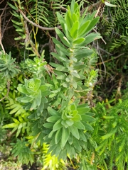Osmitopsis asteriscoides