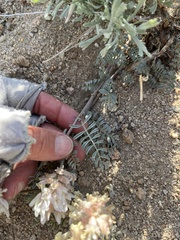 Astragalus sepultipes