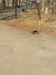 Sciurus vulgaris