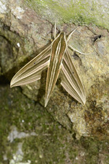Xylophanes titana
