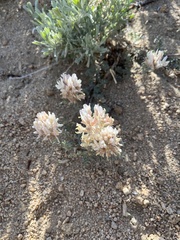 Astragalus sepultipes