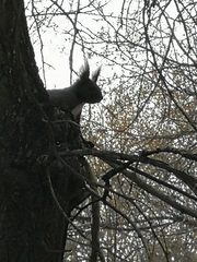 Sciurus vulgaris